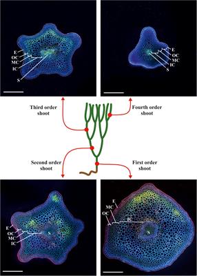 The Living Fossil Psilotum nudum Has Cortical Fibers With Mannan-Based Cell Wall Matrix